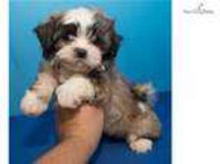 Mal-Shi Puppy for sale in Edinburg, TX, USA