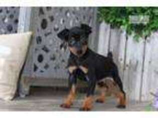 Miniature Pinscher Puppy for sale in Columbus, OH, USA
