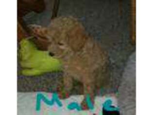 Goldendoodle Puppy for sale in Saginaw, MI, USA