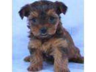 Yorkshire Terrier Puppy for sale in Hillsboro, TX, USA