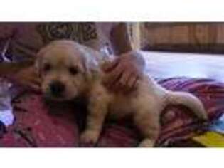 Mutt Puppy for sale in Medford, WI, USA