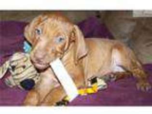 Vizsla Puppy for sale in Victoria, TX, USA