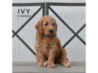 Labradoodle Puppy for sale in Dripping Springs, TX, USA