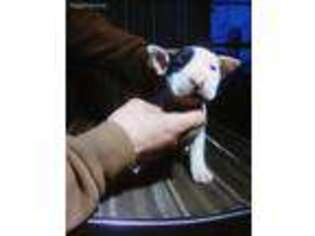 Bull Terrier Puppy for sale in Cave Junction, OR, USA