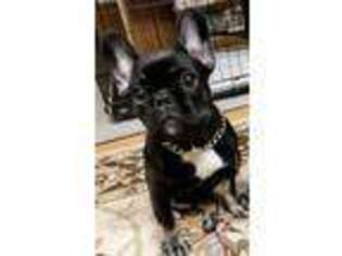 French Bulldog Puppy for sale in Deerfield, IL, USA