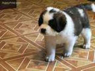 Saint Bernard Puppy for sale in East Providence, RI, USA