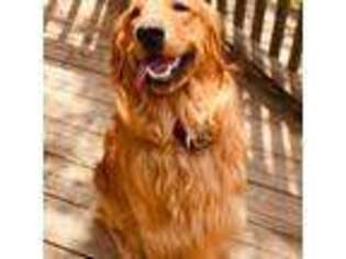 Golden Retriever Puppy for sale in North Bangor, NY, USA