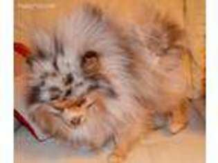 Pomeranian Puppy for sale in Carteret, NJ, USA