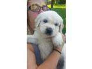 Mutt Puppy for sale in Milford, MI, USA