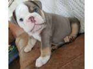 Bulldog Puppy for sale in Middletown, NY, USA