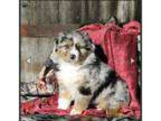 Australian Shepherd Puppy for sale in Yonkers, NY, USA