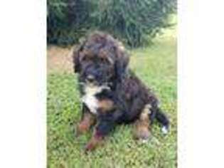 Mutt Puppy for sale in Wallingford, KY, USA