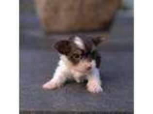 Yorkshire Terrier Puppy for sale in Richmond, VA, USA