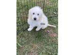 Goldendoodle Puppy for sale in Eldon, MO, USA