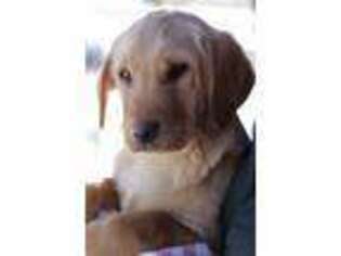 Labrador Retriever Puppy for sale in Wauseon, OH, USA