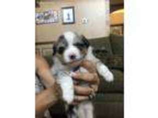 Miniature Australian Shepherd Puppy for sale in Middletown, OH, USA