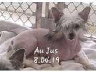 Chinese Crested Puppy for sale in Tyler, TX, USA