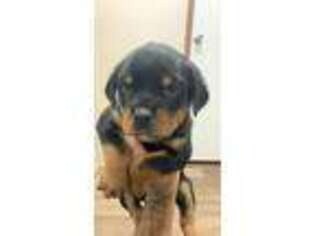 Rottweiler Puppy for sale in Houston, TX, USA