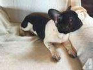 French Bulldog Puppy for sale in ROANOKE, TX, USA