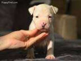 Medium Photo #1 American Staffordshire Terrier Puppy For Sale in Spokane, WA, USA