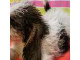 Petit Basset Griffon Vendeen Puppy for sale in Salem, MO, USA