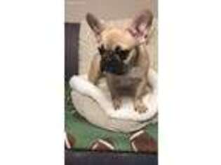 French Bulldog Puppy for sale in Denville, NJ, USA