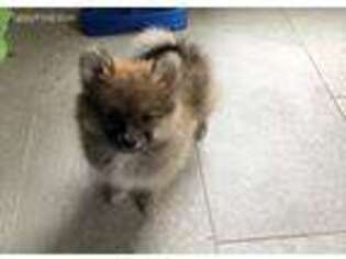 Pomeranian Puppy for sale in Bakersfield, CA, USA