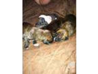 Boxer Puppy for sale in BEACH LAKE, PA, USA
