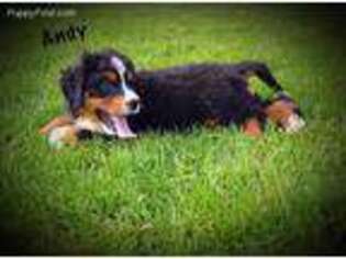 Bernese Mountain Dog Puppy for sale in Stover, MO, USA