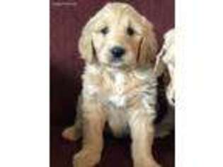 Goldendoodle Puppy for sale in Bolivar, MO, USA