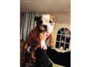 Bulldog Puppy for sale in Fostoria, OH, USA