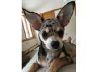 Chihuahua Puppy for sale in Bakersfield, VT, USA