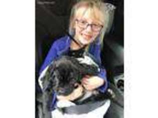 Cane Corso Puppy for sale in Midlothian, VA, USA