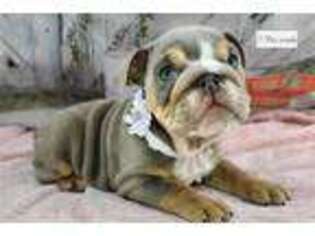 Bulldog Puppy for sale in Tulsa, OK, USA