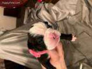 Bulldog Puppy for sale in Colleyville, TX, USA