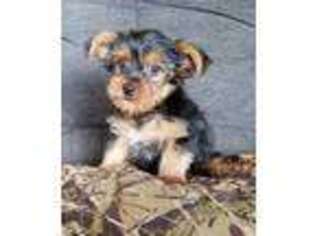 Yorkshire Terrier Puppy for sale in Shell Lake, WI, USA
