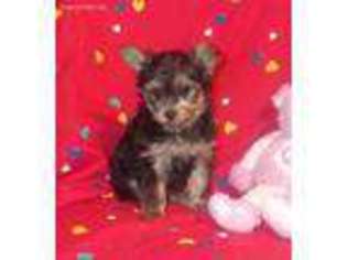 Mutt Puppy for sale in Charlton, MA, USA