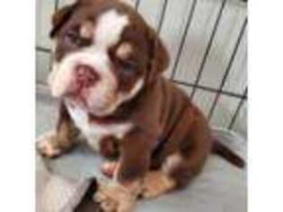 Bulldog Puppy for sale in Horn Lake, MS, USA