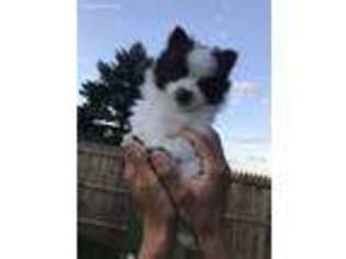 Pomeranian Puppy for sale in Wheeling, WV, USA