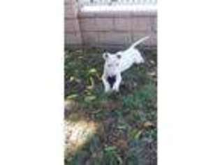 Bull Terrier Puppy for sale in South El Monte, CA, USA