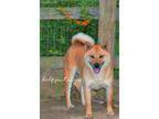Shiba Inu Puppy for sale in Tahlequah, OK, USA
