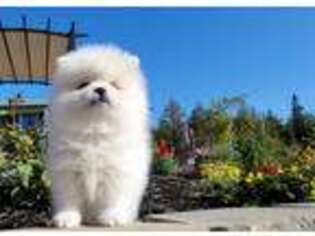 Pomeranian Puppy for sale in Sandpoint, ID, USA