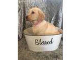 Labrador Retriever Puppy for sale in Townville, SC, USA