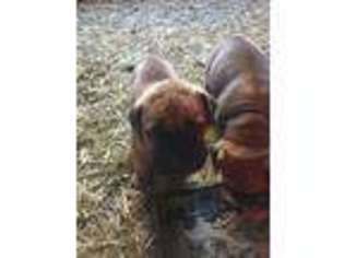 Bullmastiff Puppy for sale in Cedartown, GA, USA