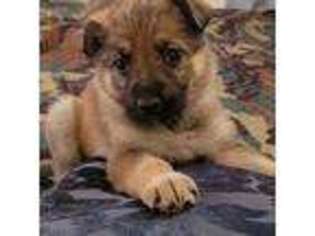 German Shepherd Dog Puppy for sale in Branchville, NJ, USA