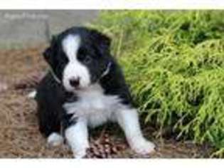Border Collie Puppy for sale in Brentwood, TN, USA