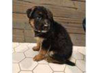 German Shepherd Dog Puppy for sale in Dallas, GA, USA