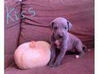 Great Dane Puppy for sale in Womelsdorf, PA, USA