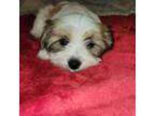 Mutt Puppy for sale in Plainfield, NJ, USA