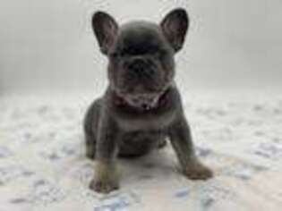 French Bulldog Puppy for sale in Tremonton, UT, USA